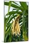 Pandan (Pandanus Amaryllifolius)-Matthew Oldfield-Mounted Photographic Print