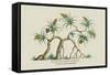 Pandanus Odoratissimus Keura Tree in Guzerat-J. Forbes-Framed Stretched Canvas