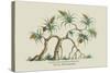 Pandanus Odoratissimus Keura Tree in Guzerat-J. Forbes-Stretched Canvas