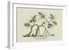 Pandanus Odoratissimus Keura Tree in Guzerat-J. Forbes-Framed Art Print