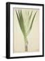 Pandanus Sp, 1800-10-null-Framed Giclee Print