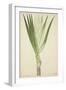 Pandanus Sp, 1800-10-null-Framed Giclee Print