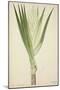 Pandanus Sp, 1800-10-null-Mounted Giclee Print