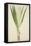 Pandanus Sp, 1800-10-null-Framed Stretched Canvas