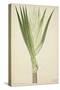 Pandanus Sp, 1800-10-null-Stretched Canvas