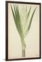 Pandanus Sp, 1800-10-null-Framed Giclee Print