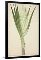 Pandanus Sp, 1800-10-null-Framed Giclee Print