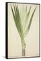 Pandanus Sp, 1800-10-null-Framed Stretched Canvas