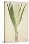 Pandanus Sp, 1800-10-null-Stretched Canvas