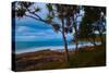 Pandanus trees at dusk, Noosa, Sunshine Coast, Queensland, Australia-Mark A Johnson-Stretched Canvas