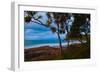 Pandanus trees at dusk, Noosa, Sunshine Coast, Queensland, Australia-Mark A Johnson-Framed Photographic Print