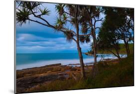 Pandanus trees at dusk, Noosa, Sunshine Coast, Queensland, Australia-Mark A Johnson-Mounted Photographic Print