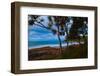 Pandanus trees at dusk, Noosa, Sunshine Coast, Queensland, Australia-Mark A Johnson-Framed Photographic Print