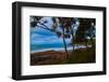 Pandanus trees at dusk, Noosa, Sunshine Coast, Queensland, Australia-Mark A Johnson-Framed Photographic Print