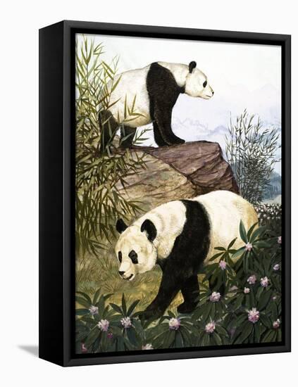 Pandas, 1965-Arthur Oxenham-Framed Stretched Canvas