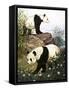 Pandas, 1965-Arthur Oxenham-Framed Stretched Canvas