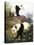 Pandas, 1965-Arthur Oxenham-Stretched Canvas