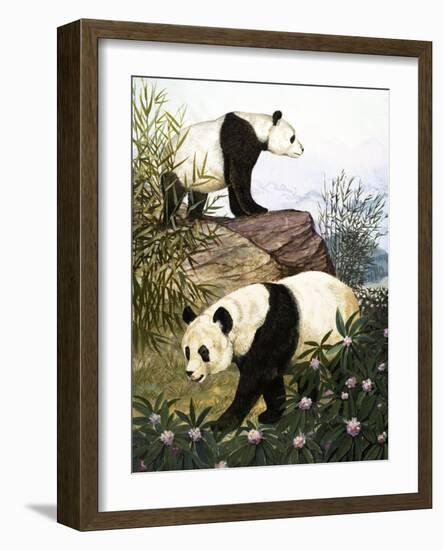 Pandas, 1965-Arthur Oxenham-Framed Giclee Print