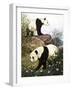 Pandas, 1965-Arthur Oxenham-Framed Giclee Print