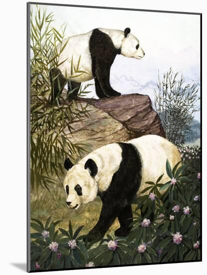 Pandas, 1965-Arthur Oxenham-Mounted Giclee Print