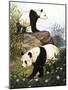 Pandas, 1965-Arthur Oxenham-Mounted Giclee Print