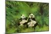 Pandas, 1998-Odile Kidd-Mounted Giclee Print