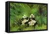 Pandas, 1998-Odile Kidd-Framed Stretched Canvas