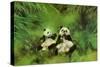 Pandas, 1998-Odile Kidd-Stretched Canvas