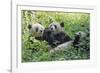 Pandas eating bamboo, Chengdu, Sichuan Province, China-Keren Su-Framed Photographic Print