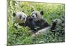 Pandas eating bamboo, Chengdu, Sichuan Province, China-Keren Su-Mounted Photographic Print