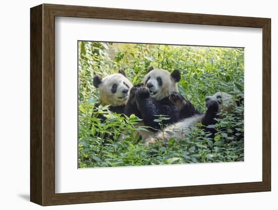 Pandas eating bamboo, Chengdu, Sichuan Province, China-Keren Su-Framed Photographic Print