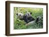 Pandas eating bamboo, Chengdu, Sichuan Province, China-Keren Su-Framed Photographic Print