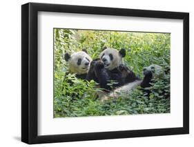 Pandas eating bamboo, Chengdu, Sichuan Province, China-Keren Su-Framed Photographic Print