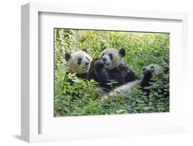 Pandas eating bamboo, Chengdu, Sichuan Province, China-Keren Su-Framed Photographic Print