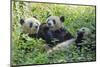 Pandas eating bamboo, Chengdu, Sichuan Province, China-Keren Su-Mounted Photographic Print