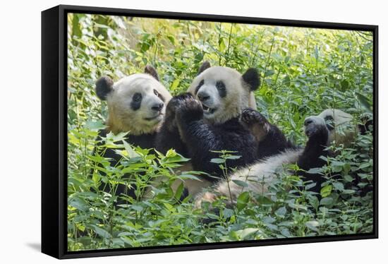 Pandas eating bamboo, Chengdu, Sichuan Province, China-Keren Su-Framed Stretched Canvas