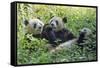 Pandas eating bamboo, Chengdu, Sichuan Province, China-Keren Su-Framed Stretched Canvas
