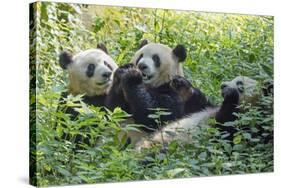 Pandas eating bamboo, Chengdu, Sichuan Province, China-Keren Su-Stretched Canvas