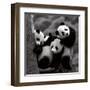 Pandas-Danita Delimont-Framed Art Print