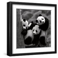 Pandas-Danita Delimont-Framed Art Print