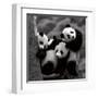 Pandas-Danita Delimont-Framed Art Print