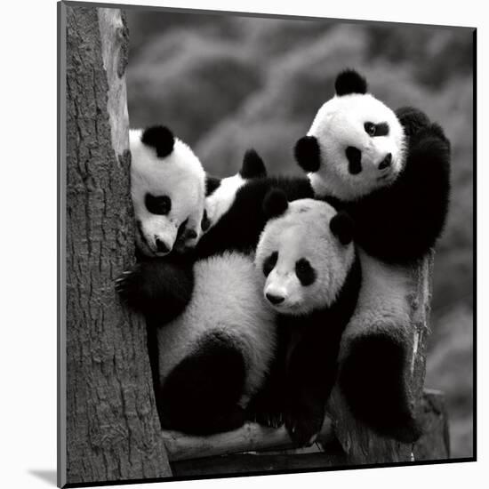 Pandas-Danita Delimont-Mounted Art Print