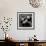 Pandas-Danita Delimont-Framed Art Print displayed on a wall
