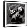 Pandas-Danita Delimont-Framed Art Print