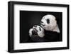 Pandas-Alessandro Catta-Framed Photographic Print