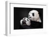 Pandas-Alessandro Catta-Framed Photographic Print