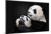 Pandas-Alessandro Catta-Mounted Photographic Print