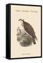 Pandion Haliataetus - Osprey - Sea Hawk - Fish Eagle-John Gould-Framed Stretched Canvas