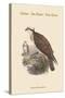 Pandion Haliataetus - Osprey - Sea Hawk - Fish Eagle-John Gould-Stretched Canvas