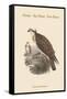 Pandion Haliataetus - Osprey - Sea Hawk - Fish Eagle-John Gould-Framed Stretched Canvas
